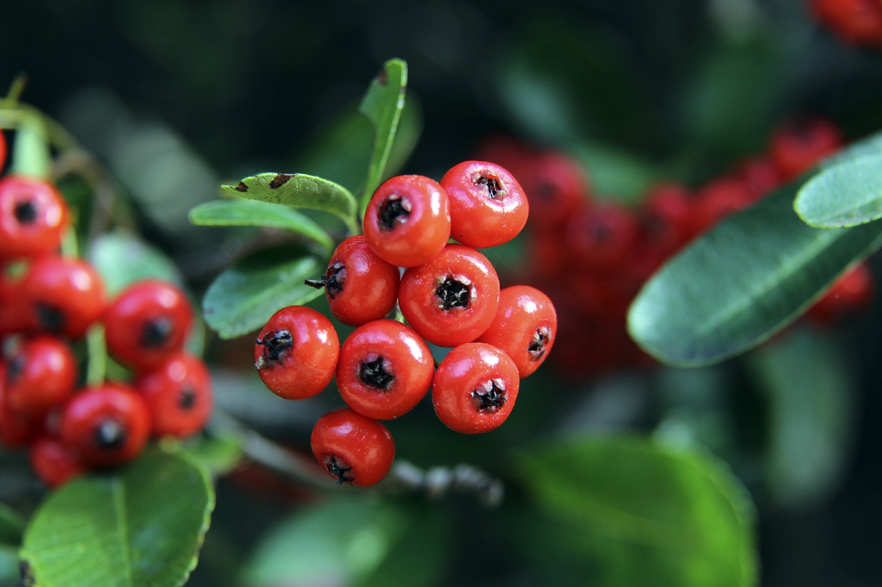 箭崛起的契 箭崛起的契