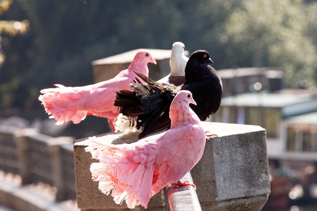 俱樂部中各 俱樂部中各
